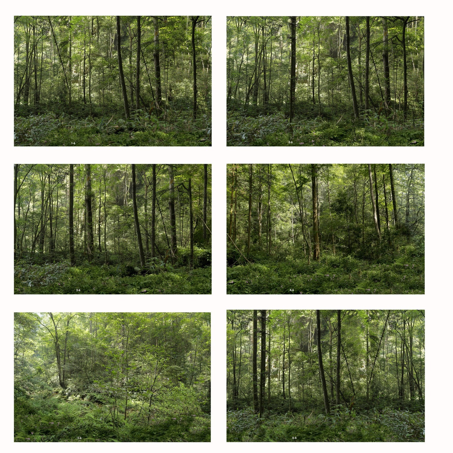 Jungle Backdrop 6ft (TTR) - Battlefield Accessories